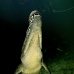 crocodile_american_nc_jar_v_0357_cub3363.jpg